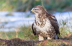 MÃ¤usebussard