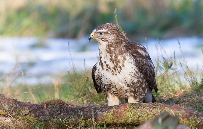 Mäusebussard