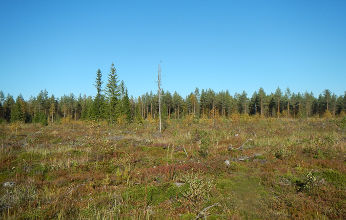 Polusjärvi