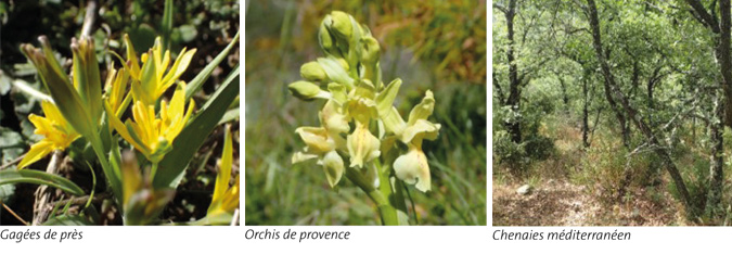 Flore et habitats