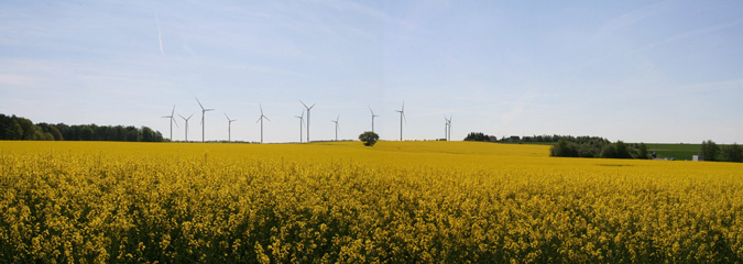 Fotopunkt 2: Mörsdorf Rapsfeld